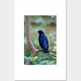 Satin Bowerbird Posters and Art